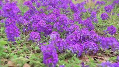 花园里盛开的蓝色花朵。 <strong>马鞭</strong>草x杂交种，紫<strong>马鞭</strong>草同居地，加那德兰花