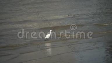 小白鹭沿着<strong>黄浦江</strong>畔散步，在阳光明媚的日子里寻找食物，慢动作，4K视频