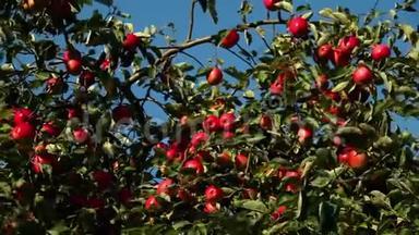 阳光明媚的一天，苹果树枝上的红熟苹果