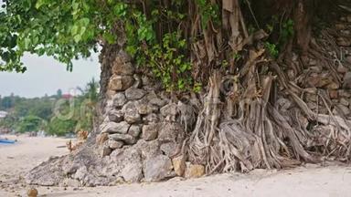 在热带海滩的岸边生长着孤独的树木。 慢动作。 3840x2160