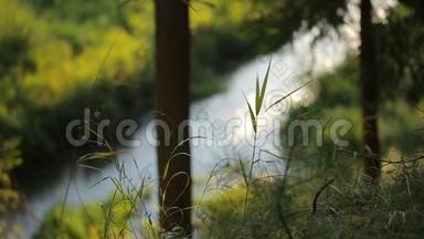 一条流动的河流在夏季神秘的森林中滑行的模糊图像