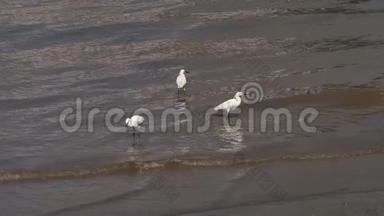 小白鹭沿着黄浦江畔散步，在阳光明媚的日子里寻找食物，慢动作，4K视频