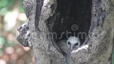 在树洞里的巢里有一只小鸟