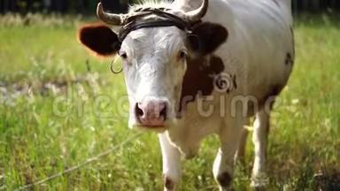 夏天，奶<strong>牛</strong>在一片绿色的草地上放牧。 一头母<strong>牛</strong>在绿色的农村田野上。 <strong>牛</strong>的饲养和<strong>养殖</strong>.. 农场动物