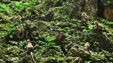 马来西亚巴图洞穴石灰石山上的猴子。