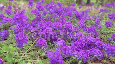 花园里盛开的蓝色花朵。 <strong>马鞭草</strong>x杂交种，紫<strong>马鞭草</strong>同居地，加那德兰花