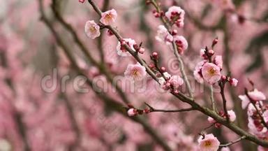 春天的花朵系列：粉红色的梅花在微风中绽放，放大视频，近距离观看，4K电影，慢动作