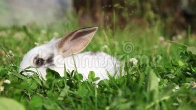 草地上的白兔子