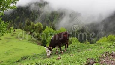 牛在雾中漫步在风景如画的山景上，周围<strong>绿油油</strong>的