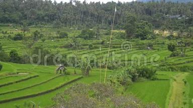 背景亚洲俯视<strong>绿色植物</strong>田间水稻产业。 <strong>夏季</strong>旅游景观农业。