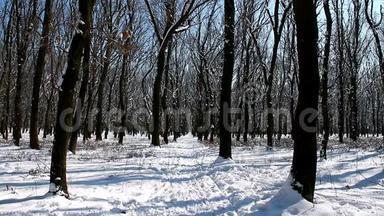 在森林的冬天。 降雪之后是美丽而安静的