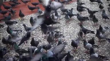 一群鸽子在混凝土地板上飞来飞去