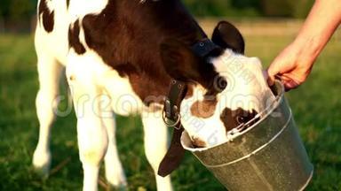 小牛从桶里喝牛奶。 <strong>奶牛</strong>场<strong>的</strong>小牛