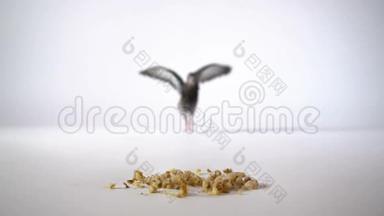 <strong>一只</strong>饥饿的<strong>小鸟</strong>在白色的背景上跑到谷物和燕麦。