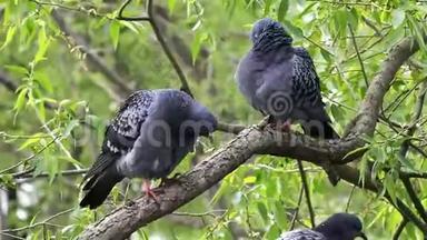 绿叶下树枝上的两只鸽子<strong>洗净</strong>它们的羽毛
