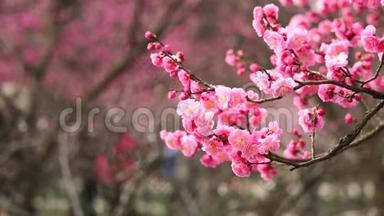 春天的花朵系列：粉红色的梅花在微风中绽放，放大视频，近距离观看，4K电影，慢动作