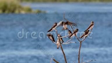 燕子，飞燕科，飞上苏格兰斯皮河旁的一条树枝