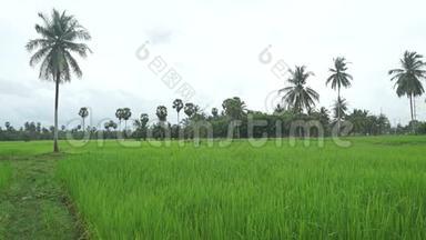 泰国水稻种植视频.