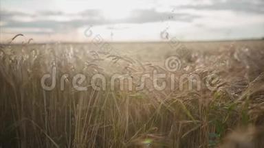 日落时的麦田。 录像。 一大堆麦子都结了。 收获和收获的概念.. 一片金黄的小麦