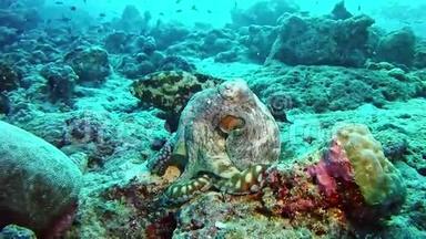 <strong>潜水马尔代夫</strong>-章鱼和鱼
