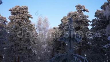 松枝覆盖着霜冻。 冬天的背景。 霜中的树。