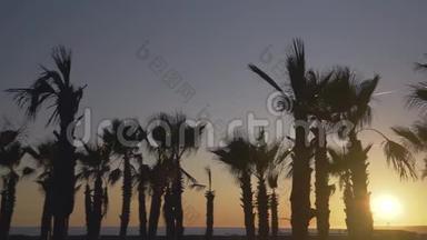 夕阳背景下，棕榈树<strong>迎风飘扬</strong>