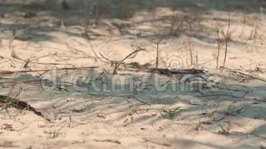 沙滩上的棕榈叶剪影，夏日炎炎