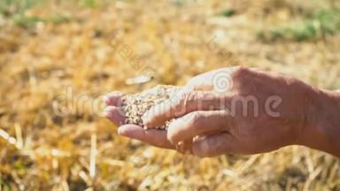 粮食在勤劳的双手中，农民评估粮食的质量，男子检查和分析粮食的质量