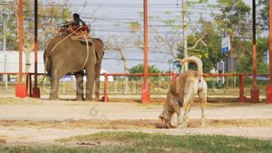 大象农场上的流浪狗在经过大象的背景下在地上挖一个洞。 泰国