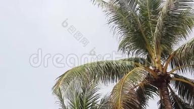 棕榈树的<strong>叶子</strong>在沙滩上随风<strong>飘</strong>荡