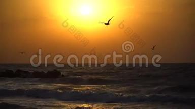 美丽的海上日落和海鸥飞过天空