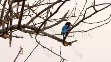 斯里兰卡树枝上的野鸟