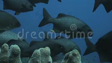 一群黑鱼漂浮在珊瑚礁上的珊瑚管周围