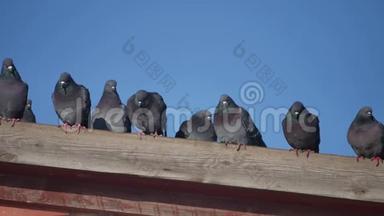 一些野鸽子的鸽子坐在房子的屋顶上。 蓝天鸽子背景