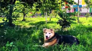 一只<strong>无家可归</strong>的狗在草地上的花园里休息。 照顾<strong>无家可归</strong>的动物。