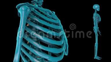 胸旋转器-三维模型