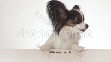 美丽的幼犬大陆玩具SpanielPapillon正在吃一个干粮特写，在白色背景的股票镜头