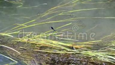 蓝<strong>蜻蜓</strong>坐在河中的藻类