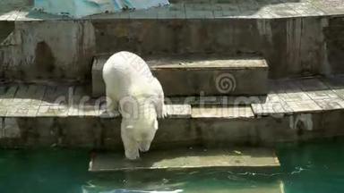 北极熊宝宝走在水池里的楼梯上
