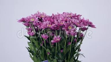 花，花束，在白色背景上旋转，花组成由紫色菊花saba组成..