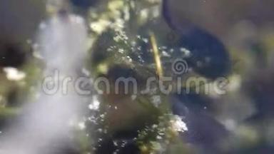 海草中的小青蛙蝌蚪