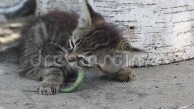 小猫在吃绿色蜥蜴