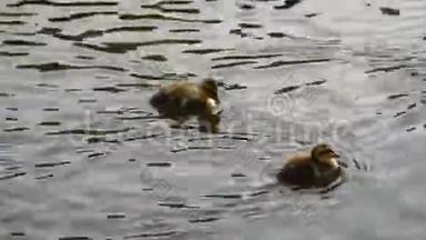 鸭子和小鸭子在水中游泳特写..