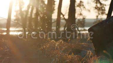 树木松林景观干草树桩剪影树在日落前用金色阳光照射阳光