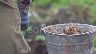 农民在有机农场的田里用桶收集土豆。 概念农业、农村生活方式、健康饮食