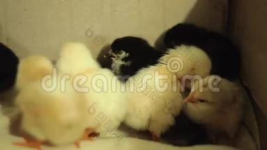 最近孵化出来的，还是湿的，昏迷的，黄色的新生小鸡在一个孵化器里。 干净的羽毛，睡着了。 带视频的