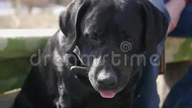 一个人在头上划着一只黑色拉布拉多犬。 4K，3840x2160。 高清高清