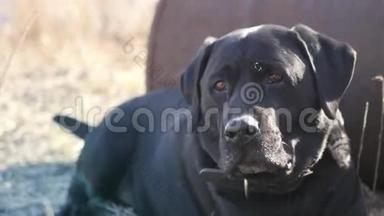 一只善良的黑色成年拉布拉多犬在阳光下休息，环顾四周，摇着尾巴。 4K，3840x2160。 <strong>高清高清</strong>