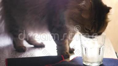 一只英俊的毛茸茸的猫爬在桌子上，舔了舔美味的牛奶，把他的头完全顶起来。 4K，3840x2160。 高清高清