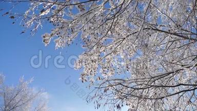 冰天雪地里的干冰枫树，直升机，树枝，冬日的雪，阳光，阳光，美丽的风景